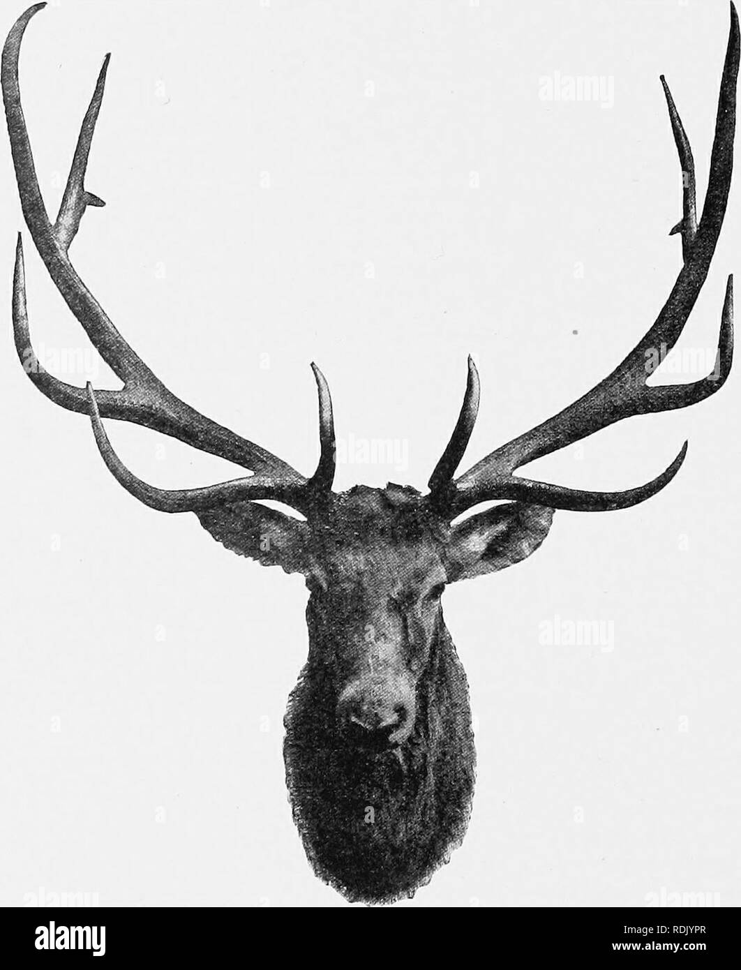 . Katalog der Ungulate Säugetiere im British Museum (Natural History). Huftiere. 130 KATALOG VON HUFTIEREN Geweih sehr groß, mit "mehr als fünf Zinken, geschwungene-Stationen, und vieles in der oberen Hälfte abgeflacht; Bez-Tine vorhanden, 4 Zinken mehr als alle anderen, und mit dem fünften, der auch Lange, bilden ein fast symmetrisch Gabel, der vierten, fünften und sechsten Zinken fast in der gelegen. Abb. 24.- Leiter der Wapiti (Cervus canadensis). gleiche Ebene wie der Teil des Strahls unmittelbar unter ihnen, so als mehr oder weniger fast zu occlude einander, wenn sie von dem her gesehen Stockfoto