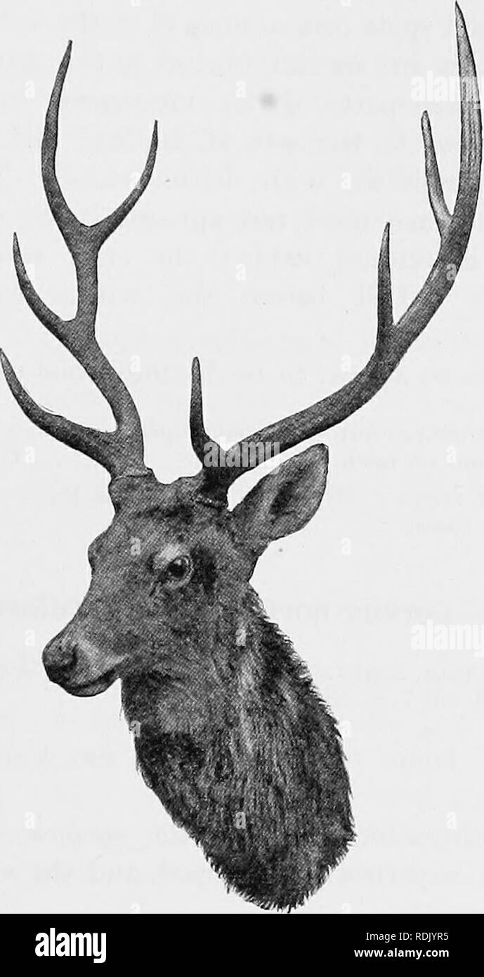 . Katalog der Ungulate Säugetiere im British Museum (Natural History). Huftiere. CERVID^ 113 mehr zu Gelb vor und hinter der umber, und immer dunkler auf dem Rücken; Kopf soweit die Nase gelblich braun, Stirn und Nacken rötlich braun Grau Rot, Nase, Oberlippe gelblich Rot, eine mäßig große dunkle Fleck auf der grau-weiße Unterlippe;. Ohren dicht behaart, schmutzig grau. Abb. 2 L. - Leiter der Dtbowski's Rotwild {Cervus ISika] hortulorum). Von einem Foto liy die Herzogin von Bedford, Intern, Rusty Red extern; Mähne auf dem Kopf und Hals lang, Shaggy, und weißlich grau in Farbe; Brust Stockfoto