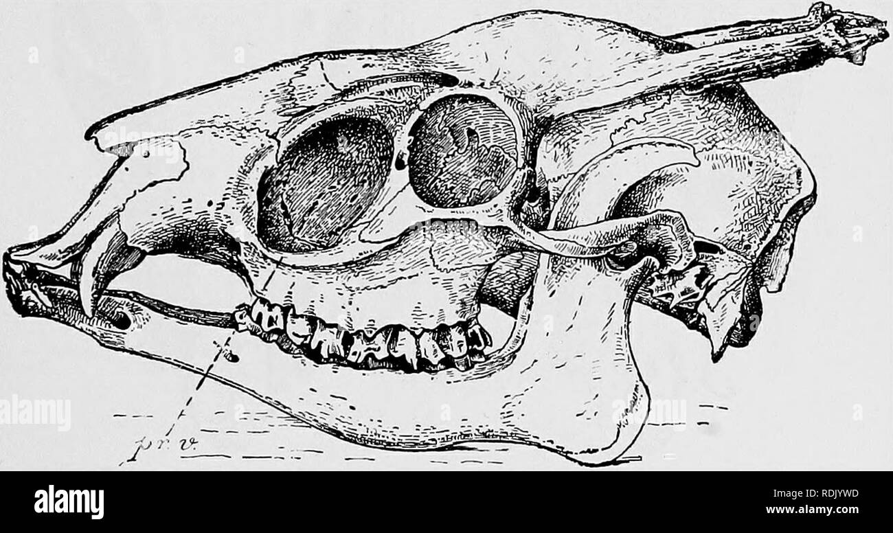 . Katalog der Ungulate Säugetiere im British Museum (Natural History). Huftiere. CEEVID^ 37 78. 11. 14. 4 (1699, I). Schädel und Haut (ehemals montiert), Unreife. Gleiche Lokalität und Sammler. Dieselbe Geschichte. 78. 11. 14. 5 (1699, c). Skelett, montiert, Haut, weiblich. Gleiche Lokalität und Sammler. Dieselbe Geschichte. 86. 10. 28. 7. Haut, moimted. 100 Meilen S.W. von Ningpo; durch F. W. Styan gesammelt. Esq. Gekauft haben, 1886. 86. 10. 28. 8. Haut, weiblich, montiert. Gleiche Lokalität und Sammler. Dieselbe Geschichte. 86. 10. 28. 9. Haut, Jung, montiert. Gleiche Lokalität und Sammler. Gleiche Geschichte.. Schwein. 7. - Seitenansicht Stockfoto