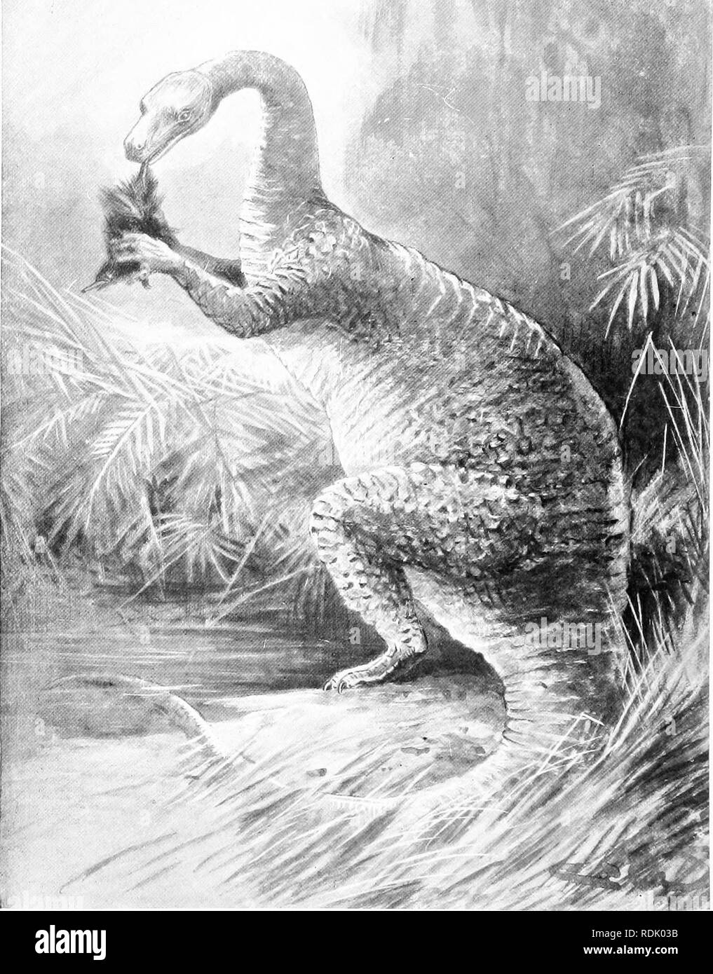 . Das Buch der Tierwelt. Säugetiere. Säugetiere. Platte; ml VIII?%^^ -- "0" -. Die erloschenen Meg-alosaurus, deren nächsten lebenden Verwandten sind wahrscheinlich Krokodile. Bleibt in Entrland und Amerika gefunden. Bitte beachten Sie, dass diese Bilder sind von der gescannten Seite Bilder, die digital für die Lesbarkeit verbessert haben mögen - Färbung und Aussehen dieser Abbildungen können nicht perfekt dem Original ähneln. extrahiert. Westell, William Percival. London, J. M. Dent; New York, E. S. Dutton Stockfoto