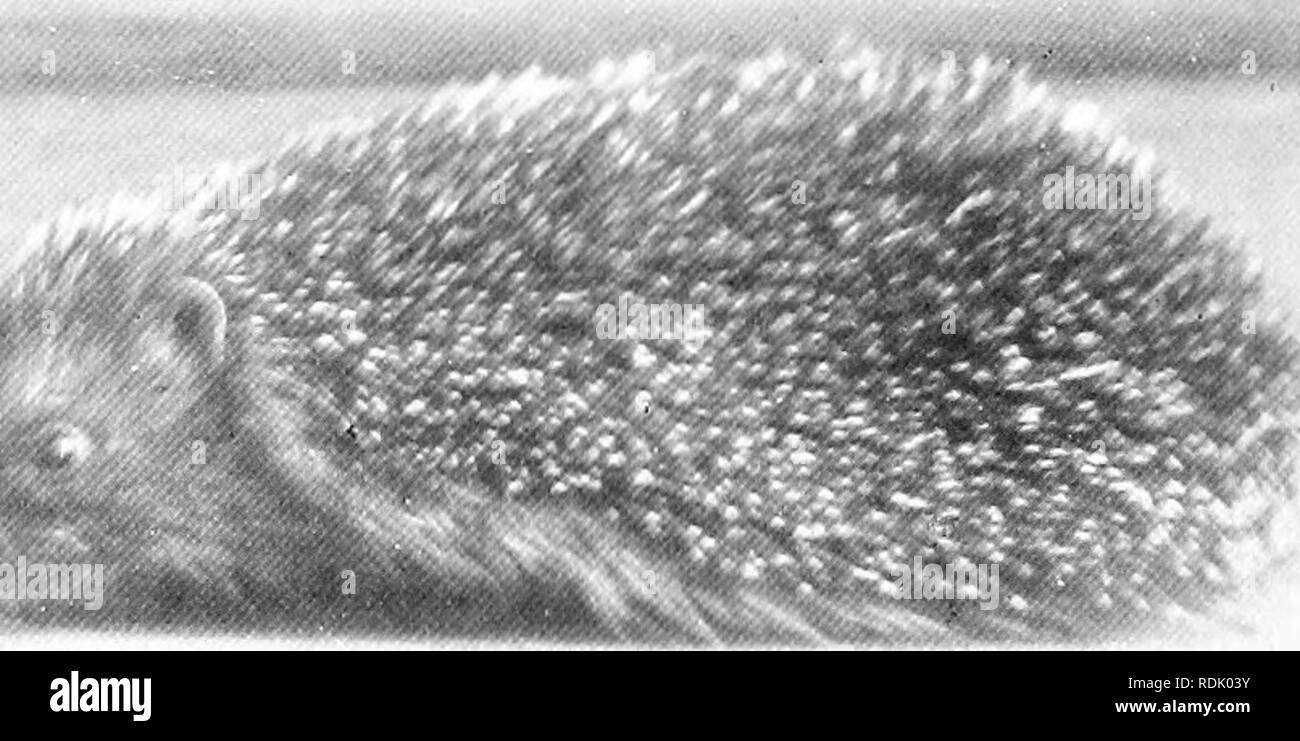 . Das Buch der Tierwelt. Säugetiere. Säugetiere. Abb. 75. Kanadische STACHELSCHWEIN. IMG. 7 (3. Gemeinsame IGEL. Bitte beachten Sie, dass diese Bilder sind von der gescannten Seite Bilder, die digital für die Lesbarkeit verbessert haben mögen - Färbung und Aussehen dieser Abbildungen können nicht perfekt dem Original ähneln. extrahiert. Westell, William Percival. London, J. M. Dent; New York, E. S. Dutton Stockfoto