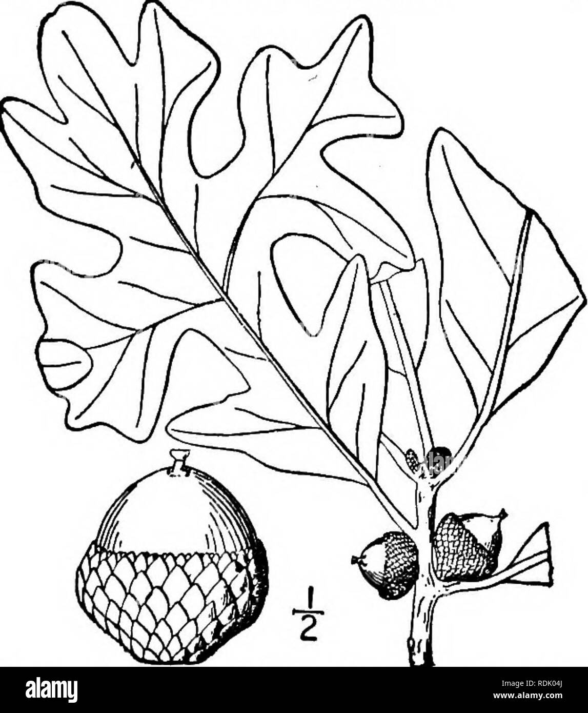 . Eine Illustrierte Flora von der nördlichen USA, Kanada und die britischen Besitzungen, von Neufundland zu den Parallelen der südlichen Grenze von Virginia, und vom Atlantik westwärts zu den 102 d Meridian. Botanik; Botanik. 15. Quercus imbricaria Michx. Schindel Eiche. Abb. 1528. Q. imbricaria Michx. Hist. Chen. Standort. 9. pi. 75,16. 1801. Ein Wald Baum mit maximaler Höhe, über ioo °und Stammdurchmesser von 3 $°. Blätter länglich oder Lanzettförmige, ganze, coriaceous, akute an beiden Enden, kurze - petioled, Borsten - gespitzt, dunkelgrün, Pro-sistently Braun-tomentulose unter, 3-7" lang, 9-2' Stockfoto