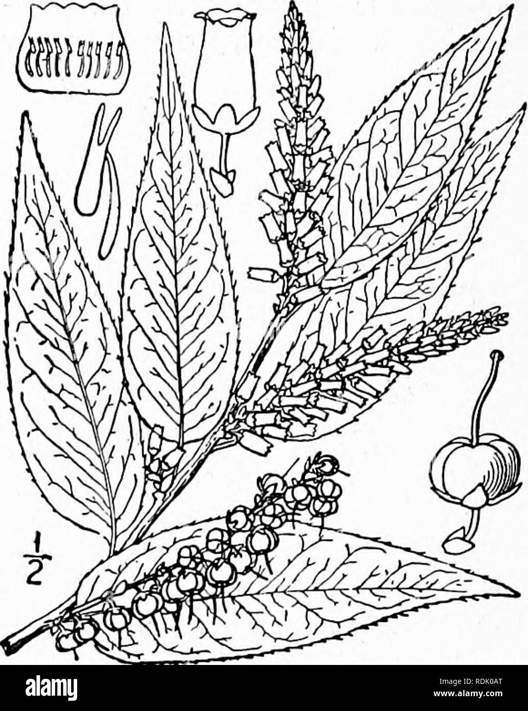 . Eine Illustrierte Flora von der nördlichen USA, Kanada und die britischen Besitzungen, von Neufundland zu den Parallelen der südlichen Grenze von Virginia, und vom Atlantik westwärts zu den 102 d Meridian. Botanik; Botanik. 688 ERICACEAE. Vol. II. 2. Leucothoe Catesbaei (Walt.) A. Grau. Catesby des Leucothoe. Abb. 3238.. Andromeda Catesbaei Walt. Fl. Auto. 137. 1788. Andromeda spinulosa Pursh, Fl. Standort. Sept. 293. 1814. L. spinulosa G. Don, Gard. Diät. 3: 832. 1834. Leucothoe Catesbaei A. Grau, Man. Ed. 2, 252. 1856. Ein Strauch, 3°-6° hoch, ähnlich wie bei der vorhergehenden Arten, die Zweige glab Stockfoto