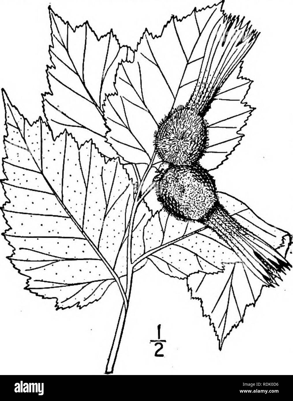 . Eine Illustrierte Flora von der nördlichen USA, Kanada und die britischen Besitzungen, von Neufundland zu den Parallelen der südlichen Grenze von Virginia, und vom Atlantik westwärts zu den 102 d Meridian. Botanik; Botanik. Gattung 3. Birke Familie. 607 In trockenen Wäldern, Cape Breton Island zu Manitoba, Nebraska, Florida und Texas. Holz ähnlich dem der Hainbuche, aber schwerer; Gewicht pro Kubikfuß 51 lbs Rinde schuppig. April-mai. Obst reif July-Aug. Hart-Hack. Indische - Zeder oder Schwarz - Hazel. Ich - überhaupt - oder Rotwild - Holz. 3. CORYLUS (Tourn.) L. Sp. PI. 998. 1753. Sträucher oder smali" 1: Rees, mit Br Stockfoto