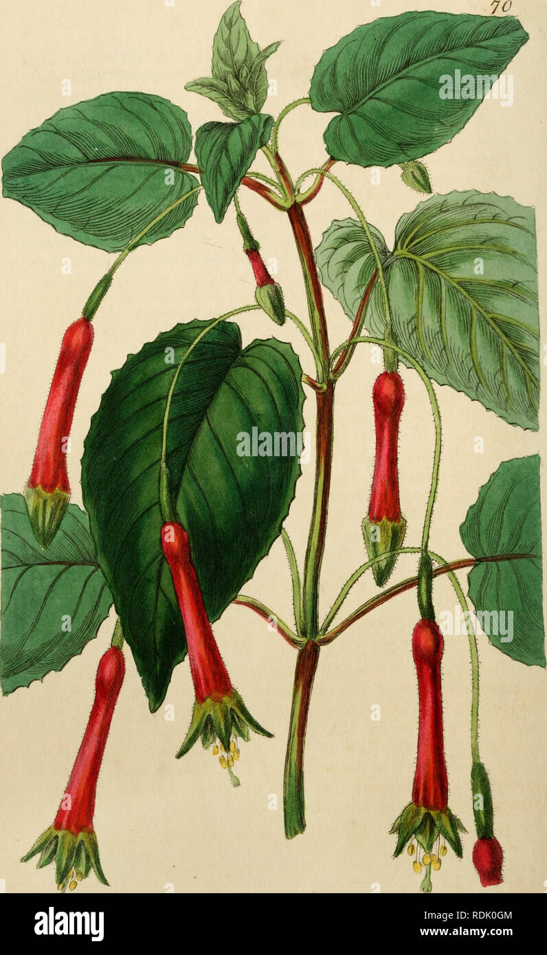 . Edwards' botanische registrieren, oder, ornamentalen Blumen - Garten und Gebüsch... Pflanzen, Zierpflanzen - - Großbritannien; Pflanzen, Zierpflanzen - - Großbritannien; Pflanze Einführung - - Großbritannien; fremder Pflanzen - - Großbritannien; Botanische Illustration - - Großbritannien; Botanische Illustration - - Großbritannien; Pflanzen; pflanzen. mi? . Ut 4 ft *. Bitte beachten Sie, dass diese Bilder sind von der gescannten Seite Bilder, die digital für die Lesbarkeit verbessert haben mögen - Färbung und Aussehen dieser Abbildungen können nicht perfekt dem Original ähneln. extrahiert. Edwards, Sydenham, 1769?-1819; Lindley, John, 1. Stockfoto