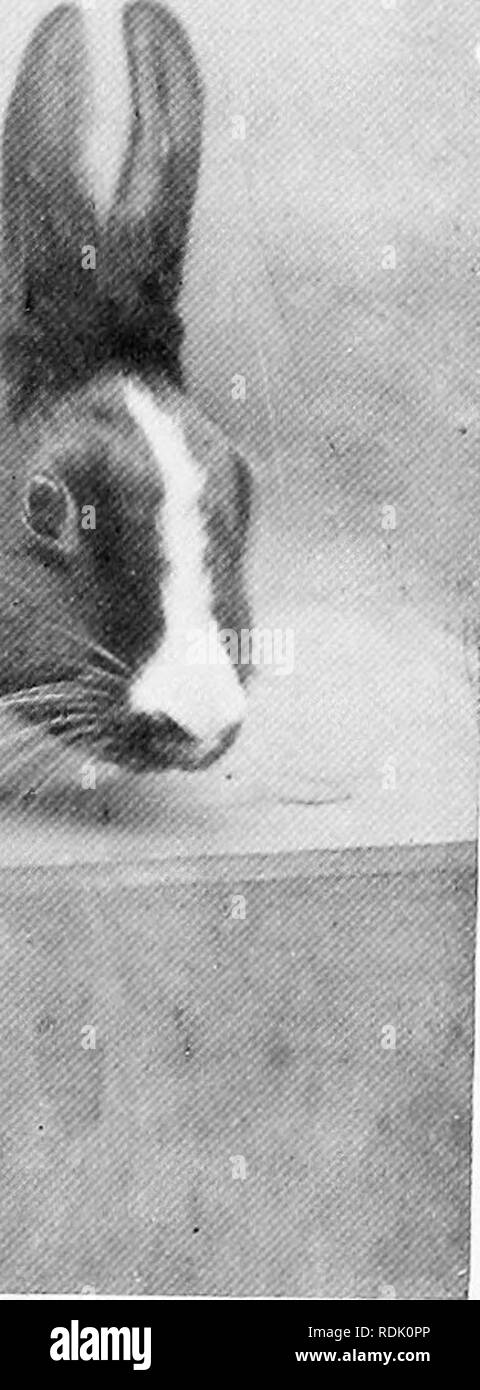 . Das Buch der Tierwelt. Säugetiere. Säugetiere. Abb. 29. Niederländische Kaninchen. Bitte beachten Sie, dass diese Bilder sind von der gescannten Seite Bilder, die digital für die Lesbarkeit verbessert haben mögen - Färbung und Aussehen dieser Abbildungen können nicht perfekt dem Original ähneln. extrahiert. Westell, William Percival. London, J. M. Dent; New York, E. S. Dutton Stockfoto