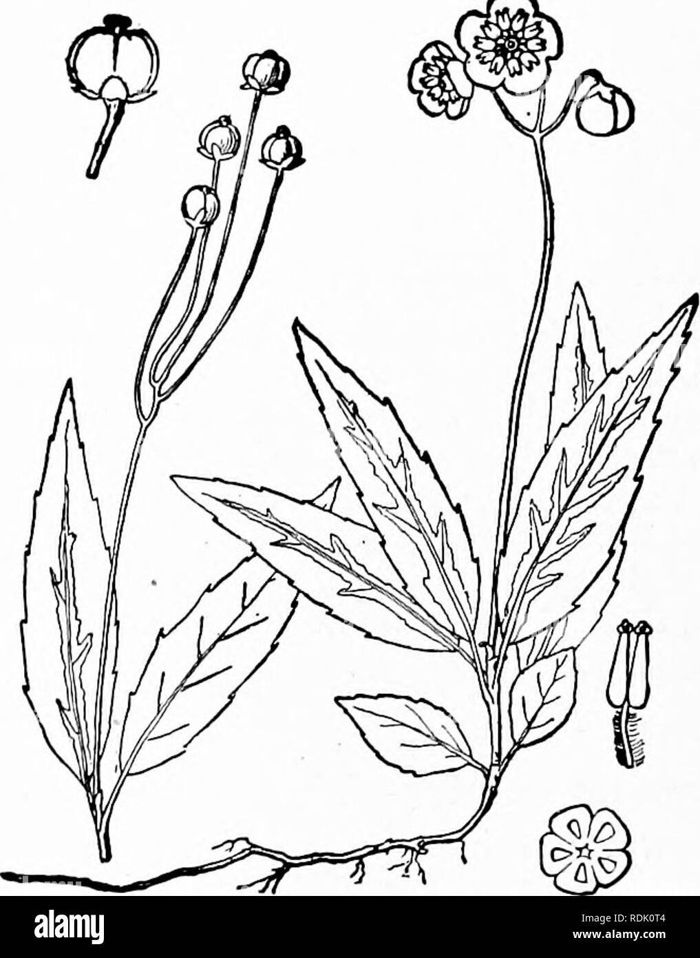 . Eine Illustrierte Flora von der nördlichen USA, Kanada und die britischen Besitzungen, von Neufundland zu den Parallelen der südlichen Grenze von Virginia, und vom Atlantik westwärts zu den 102 d Meridian. Botanik; Botanik. 672 PYROLACEAE. Vol. II. 3. CHIMAPHILA Pursh, FI. Standort. Sept. 279, 300. 1814. Mehrjährige Kräuter, mit decumbent Stängel, aufsteigend belaubte Zweige, die Blätter entgegengesetzten oder verticillate, coriaceous, Evergreen, Kurz- und petioled Ripp, und Verbreitung oder Nicken weißen oder violetten Blüten in corymbs oder Dolden. Stiele bracteolate meistens. Blütenkelch S-gaumenspalte oder S-parted, Pro Stockfoto