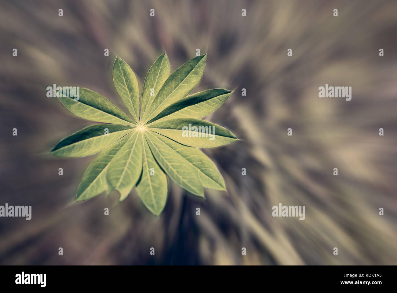 Detail einer frischen, lebendigen Pflanze mit grünen Blätter vor eine radiale, verschwommenen Hintergrund mit Text - Konzept der Umwelt und Nachhaltigkeit Stockfoto
