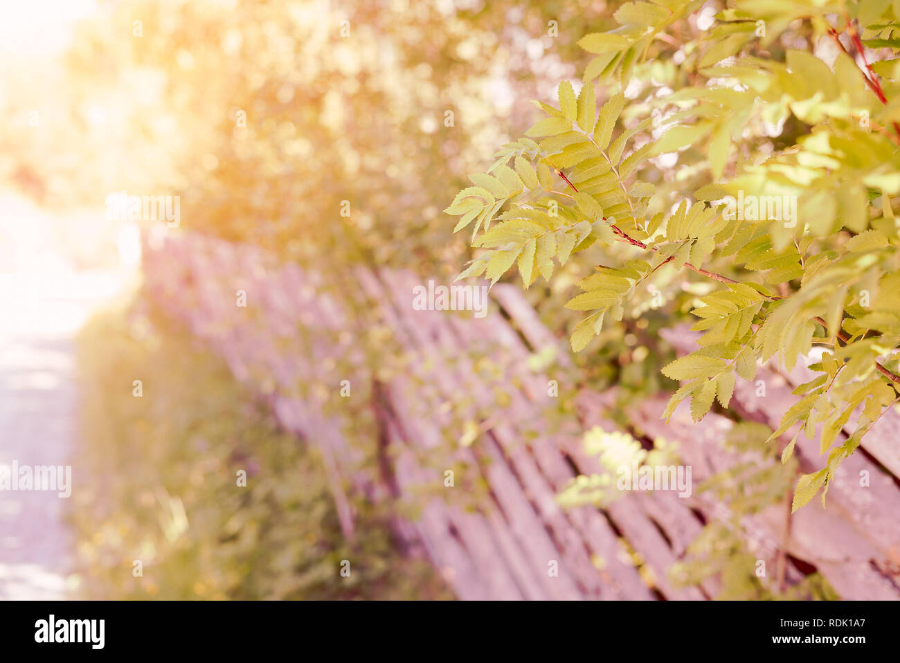 Idyllische Landschaft von Rowan Äste mit grünen Blättern und einem traditionellen hölzernen Zaun durch eine Straße in die Landschaft bei Sonnenuntergang. Stockfoto