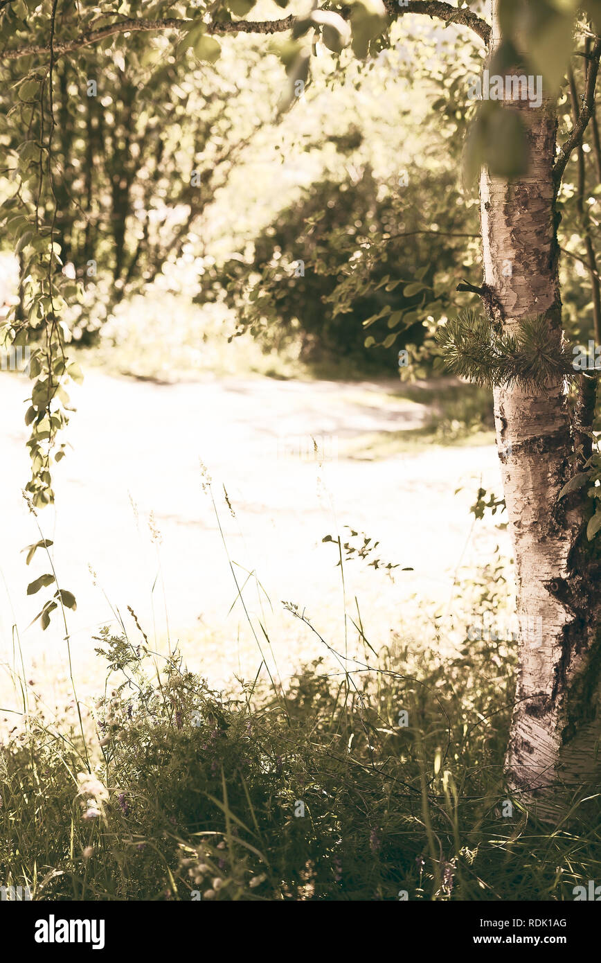 Durch Birke Niederlassungen in eine idyllische, ländliche Landschaft Szene mit der Natur Elemente von Gras, Wildblumen und Laub, die Rahmen der Ansicht Stockfoto