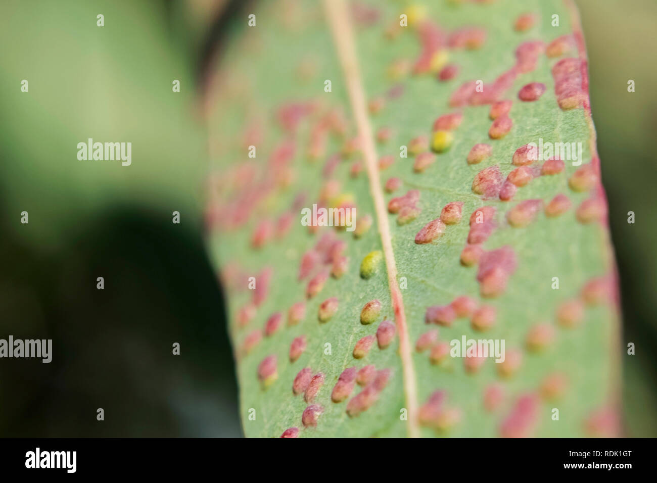 Eukalyptus Blätter, von Rosa und Gelb Gallier, sonnigen Tag draußen betroffen - macrophoto Stockfoto