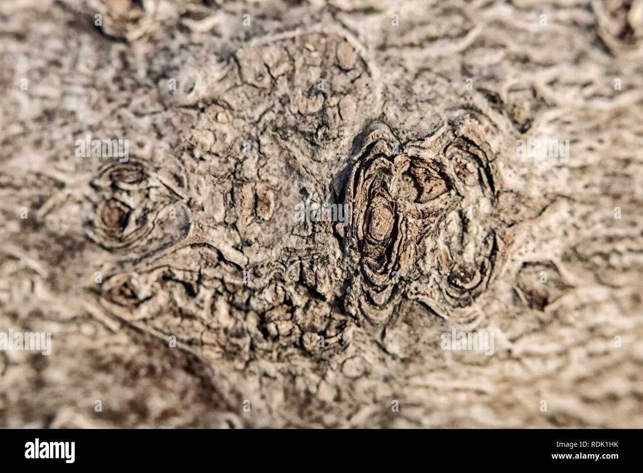 Poröse hügeligen Beschaffenheit der Rinde eines Baumes leichte Textur eines macrophoto Stockfoto