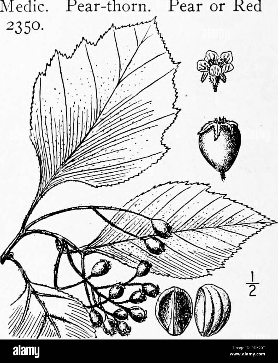 . Eine Illustrierte Flora von der nördlichen USA, Kanada und die britischen Besitzungen, von Neufundland zu den Parallelen der südlichen Grenze von Virginia, und vom Atlantik westwärts zu den 102 d Meridian. Botanik; Botanik. 16. Crataegus Calpodendron (Ehrh.) Haw. Abb. Mill. Diät. Ed. 8, n. 5. 1768. Pear-th orn Birne oder Rot. Crataegus Crus-Galli L. nicht Crataegus tomentosa Du Roi, Harbk. Baumz. Ed. I, 183. 1771. Nicht L. Mespihis Calpodendron Ehrh. Beitr. 2: 67. 1788. C. Calpodendron Medic. Gesch. Bot. 83. 1793. C, Chapniani Ashe, Bot. Gaz, 28; 270. 1899. Ein Strauch oder kleiner Baum, someti Stockfoto