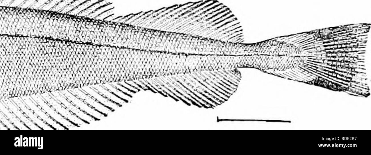 . Ein Leitfaden für das Studium der Fische. Fische; Zoologie; Fische. Abb. 492,- Kalifornien Seehecht, Merluecius productus (Ayres). Seattle. sehr gefräßig, ohne barteln, mit dem Skelett papery und der fiQsh allgemein weich. Die verschiedenen Arten sind alle sehr ähnlich, großen, häßlichen Fische mit starken Zähnen und ein ausgefranstes Aussehen, fiesh fairer Qualität, Merluccius merluccius, die Seehecht oder Lager - Fisch, ist in Europa; Merluccius hilinearis, silber Seehecht, in New England ist gemeinsame, Merluccius pro-Ductus in Kalifornien, und Merluccius gayi in Chile. Die grenadiere: Macrouridse. - Die große fam Stockfoto