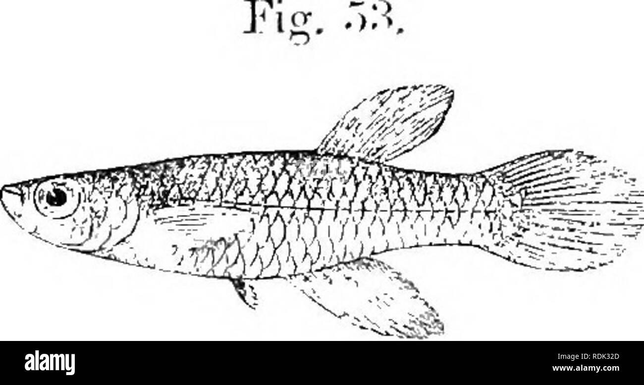 . Katalog der Süßwasser-Fische von Afrika in das British Museum (Natural History)... Fische; Süßwasser-Tiere. HAPLOCHILrS. 07 28. HAPLOGHILUS MACRURUS. Bonleno -. Ann. &Amp; Mag. N. H. (7) xiv. 1904, S. 19. Tiefe der Körper gleich Länge von Kopf, 3 J, 4 Mal in der Gesamtlänge. Kopf, flache oben; Schnauze viel kürzer als Auge; Öffnung nach oben gerichtet, Unterkiefer projizieren; Auge nicht ganz 3 Mal in der Länge von Kopf, ein bisschen weniger als Stelle zwischen Breite; prseorbital-y zu | ^ Durchmesser des Auges. Dorsale 7-8, in gleicher Entfernung aus Kopf und von der Wurzel der kaudale, oder ein wenig näher an letzteren Stockfoto