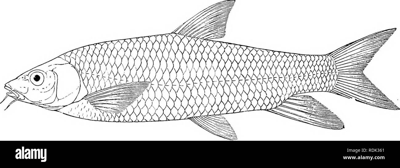 . Katalog der Süßwasser-Fische von Afrika in das British Museum (Natural History)... Fische; Süßwasser-Tiere. 10 CYPRIN 1 D.E. 15. BARBUS MAREQUENSIS. (Sarhus Cheilobarhus) marequensis, A. Smith, 111. Zool. S. Afr., Fisch. pi.x.Abb. 2 (1841). Tiefe der Körper fast gleich Länge von Kopf, fast 4 mal in die Gesamtlänge. Schnauze gerundet, 3 mal in der Länge von Kopf; Auge 5J mal in der Länge von Kopf, stelle zwischen Breite 2 | Zeiten; Mund unterlegen, seine Breite über I Länge von Kopf; Lippen gut entwickelt, untere kontinuierlich über das Kinn; zwei barteln auf jeder Seite, subequal, ca. 1 J Durchmesser des Auges. Stockfoto