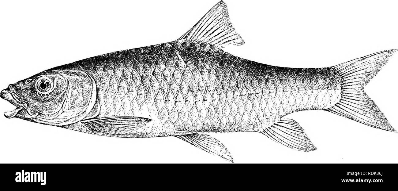 . Katalog der Süßwasser-Fische von Afrika in das British Museum (Natural History)... Fische; Süßwasser-Tiere. BARI 3 US. 35 Mal in der Gesamtlänge. Schnauze gerundet, 2f, 3-g-Zeiten in der Länge von Kopf; Auge 3f (junge) zu 6f mal in der Länge von Kopf, stelle zwischen Breite 2F nach 3mal; Mund subinferior, seine Breite 3 bis 4 mal in der Länge ot Kopf; Lippen gut entwickelt, manchmal in der Mitte produziert, untere Kontinuierliche über Kinn; zwei barteln auf jeder Seite, Ant|- bis f Durchmesser von Auge, Posterior, solange Auge oder etwas kürzer. Dorsale III 9 (selten 8), ebenso weit vom Hinterhauptbein und von Stockfoto
