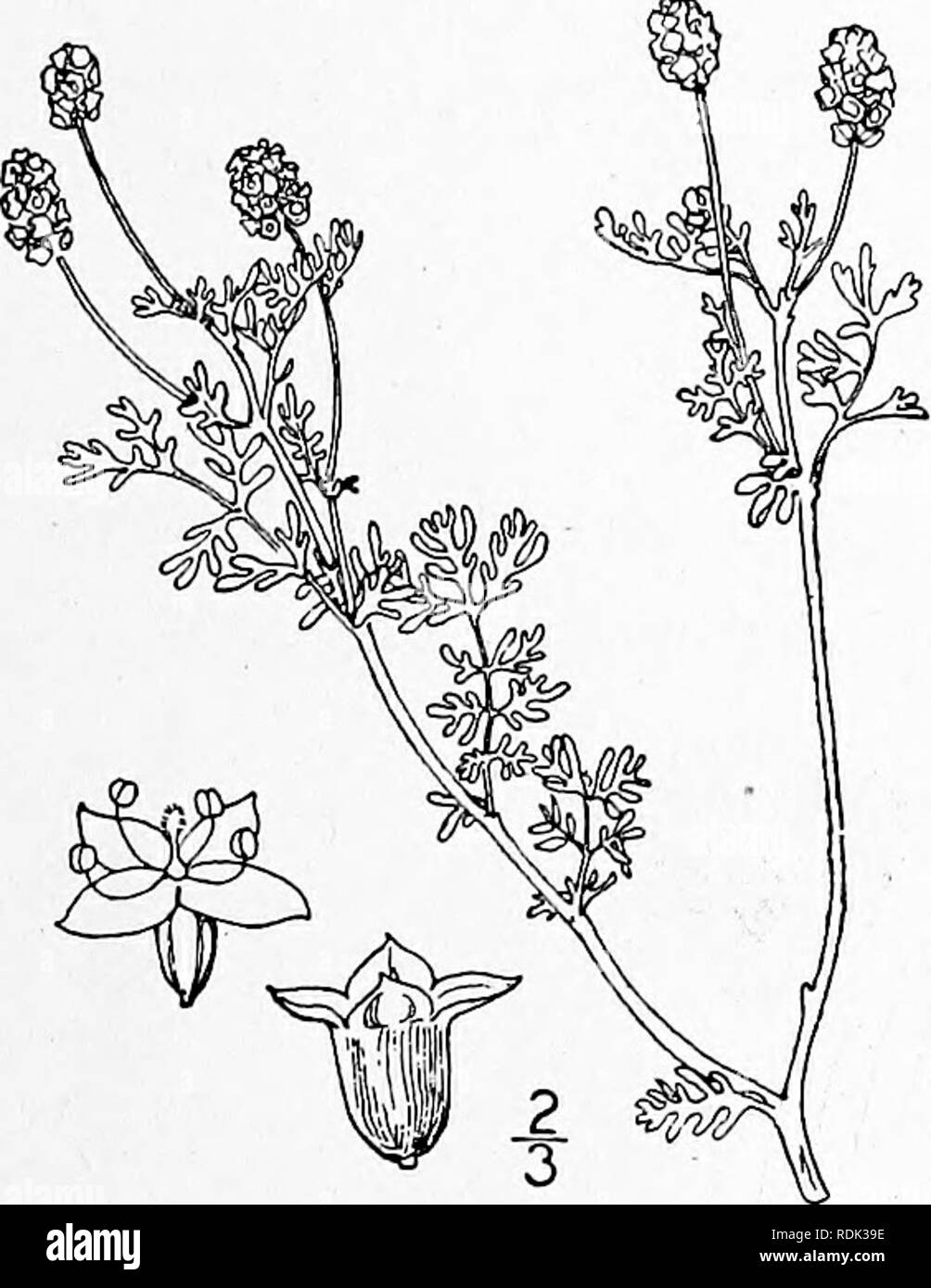 . Eine Illustrierte Flora von der nördlichen USA, Kanada und die britischen Besitzungen, von Neufundland zu den Parallelen der südlichen Grenze von Virginia, und vom Atlantik westwärts zu den 102 d Meridian. Botanik; Botanik. 20. POTERIDIUM Spach, Ann. Sci. Nat. Iii. 5: 43. 1846. Jährliche oder mehrjährige Kräuter, mit verzweigten Stielen, vorschreiben, odd-gefiederten Blättern, das Blatt - pinnatifid ermöglicht, und grünlich Perfekte bracted Blüten in dichten länglich Spikes. Kelch-tube urn-förmigen, an der Mündung, 4-winged verengt, seine 4 Vorsprung mit scarious Margen. Staubblätter 2 oder 4; Filamente kurz. Stempel ich; Styl Stockfoto