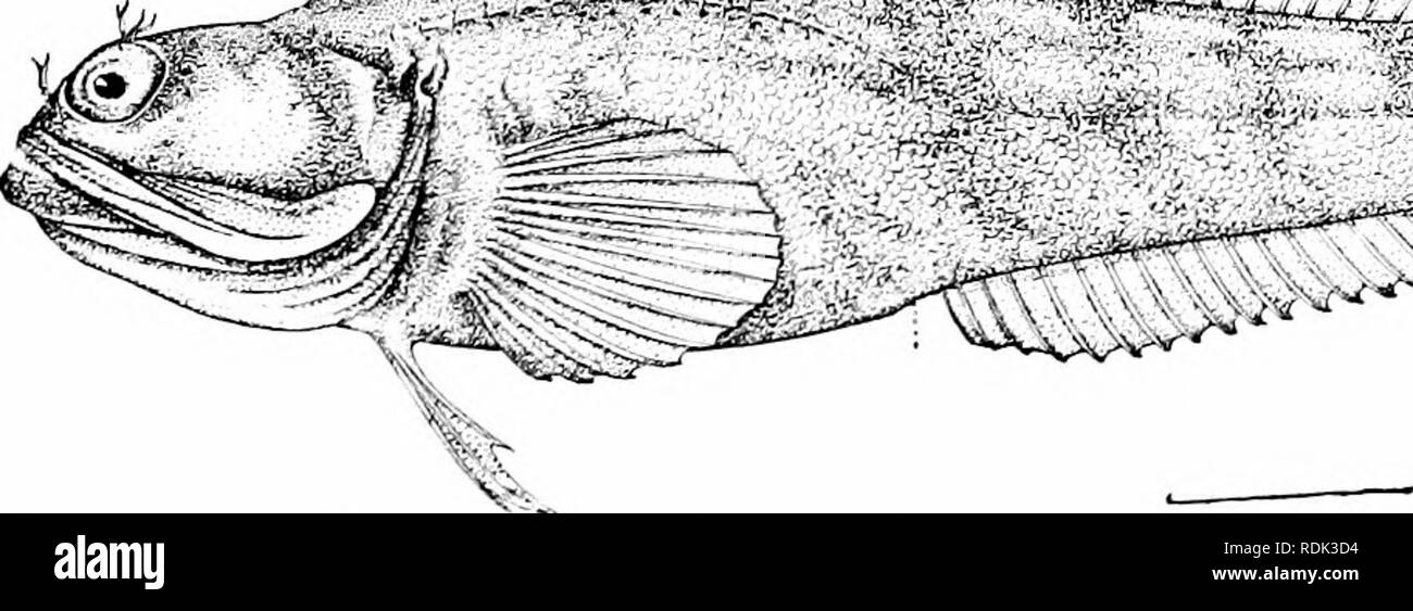 . Ein Leitfaden für das Studium der Fische. Fische; Zoologie; Fische. Kapitel XXIX DER SCHLEIMFISCHE: BLENNIID^[er große Familie der Schleimfische, Blenniidcs, enthält eine riesige niunber der Arten mit Körper dehnen, zahlreiche Dor-sal Stacheln, ohne Suborbitale bleiben oder Saugen-Disk, und der Vena jugularis ventrals, falls vorhanden, und der Wirbelsäule und weniger als fünf Weichen strahlen. Die meisten von Ihnen sind klein, über Felsen auf das Meer - Küste von allen Regionen. Im allgemeinen sind sie aktive Fische, von stattlichen aber dunkle Färbung, und in den verschiedenen Teilen des Konzerns ist foimd große Vielfalt an Struktur. Die Tropische Formen dif Stockfoto