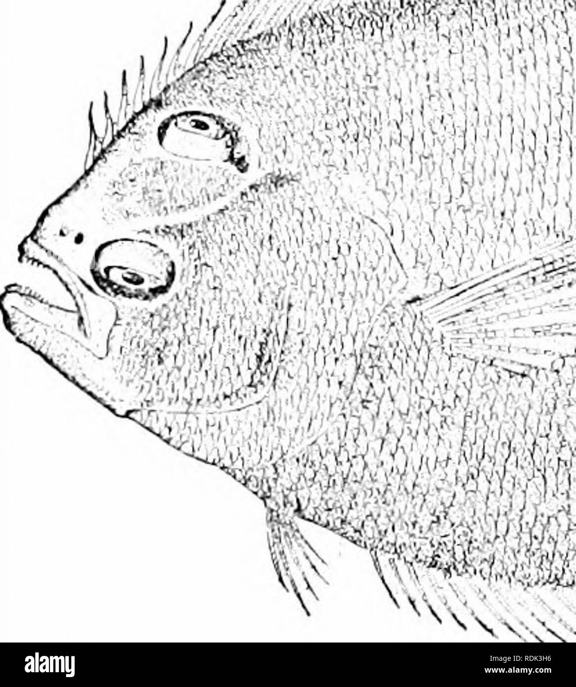 . Ein Leitfaden für das Studium der Fische. Fische; Zoologie; Fische. 488 Unterordnung Heterosomata Brill, Bothus Raute, ist ein Fisch von Südeuropa, tief und mit glatten Schuppen bedeckt. Sehr ähnlich, aber viel kleiner ist die Hälfte translu-cent gesprenkelte Flunder unserer Atlantikküste {Lophopsetta macu-lata), im Volksmund bekannt als Fenster - Fenster. Diese Art ist zu klein viel Wert als Lebensmittel zu haben. Eine weitere Spezies, ähnlich den Brill in technischen Zeichen aber sehr unterschiedlich erscheinen, ist der Steinbutt, Scophthalmus maximus, Europas. Dieses große Flunder hat einen sehr breiten Körper, scalel Stockfoto