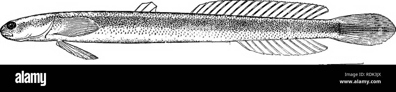 . Ein Leitfaden für das Studium der Fische. Fische; Zoologie; Fische. Gobioidei, Discocephali und Tasniosomi 467 durchscheinend ist der kleine Japaner Shiro-uwo oder Maräne, Leuco - psarion petersi. Mistichthys luzonius der Philippinischen Inseln, einem anderen durchscheinenden Grundel, wird gesagt, die kleinste der. werden alle Verte - brates, um ausgereifte auf einen Zentimeter in der Länge. In dieser Minute Fisch ist so sehr reichlich, wie sie zu einem wichtigen Artikel von Lebensmitteln in Luzon geworden. Der Rang des "kleinsten bekannten Wirbeltiere" hat wiederum behauptet, für die lanzettfischchens {Asymmetron lucayanum), die oberen Minnow, Heterandria formosa, und die Stockfoto