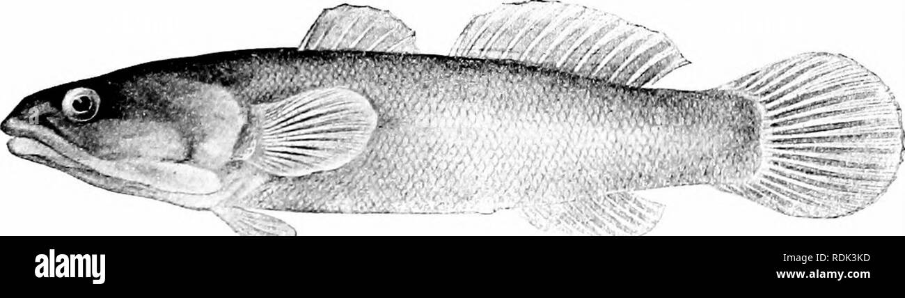 . Ein Leitfaden für das Studium der Fische. Fische; Zoologie; Fische. Gobioidei, Discocephali und Tsniosomi 463 Mund, bewaffnet mit einer Reihe von Zähnen gespickt. Das wäre ein großer Fehler, für unsere kleinen Fisch hat keine Zähne wert ungefähr prahlen, und nicht öffnet seinen Mund nicht breiter als ein Gut erzogene Fische tun sollten. Der große Unterschied zwischen seinem langen Backen und der hornhecht ist, dass das Projekt des Letzteren vorwärts, während diejenigen unserer Grundel rückwärts immens verlängert. "Die lange Backen Grundel wurde von Dr. J. G. Cooper in der Bucht von San Diego entdeckt, unter Algen wachsen auf kleinen Steinen an der Stockfoto
