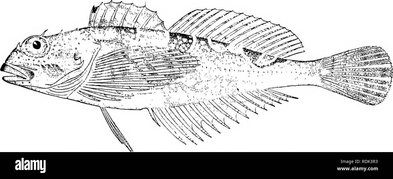 . Ein Leitfaden für das Studium der Fische. Fische; Zoologie; Fische. Pareioplitae, oder per Post-Wange Fische449 tinct Familie. Aber der rückenflossenstacheln sind ebenso zahlreich in Jordanien, die in das entgegengesetzte Extrem Der cottoid Serie steht. In Ascelichthys (rhodorus), eine hübsche sculpin der Rock - Pools der Oregon Region, die Bauchflossen sind völlig verloren. Ereunias grallator, einer tiefen Wasser sculpin aus Japan, ohne ventrals und. Abb. 397,- Oligocottus maculosus Girard. Sitka. Mit kostenlosen Strahlen unterhalb der Brüste, sollte vielleicht eine eigene Familie darstellen, Ereuniidcz. Die Degeneration der Dornfortsätze Dorsa Stockfoto