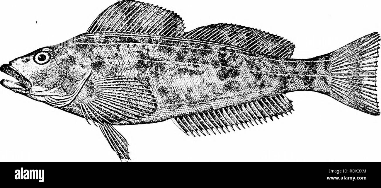 . Ein Leitfaden für das Studium der Fische. Fische; Zoologie; Fische. 440 Pareioplitas, oder per Post-Wange Fische Die Geschlechter sind ganz anders als in der Farbe, die Männer vorher mit blauen Flecken, die Weibchen gesprenkelt mit roten oder braunen. Hexagrammos octogrammus, die Gemeinsame greenfish von Alaska und die greenling Hexagrammos stelleri, werden auch bekannte Arten. In der Nähe der letztgenannten Art ist der Ahura ainame, oder. Abb. 379.- Greenling, Hexagrammox decagrnmmus (Pallas). Sitka. Fett Kabeljau, Hexagrammos otakii, gemeinsame in ganz Japan. Die Red Rock-Forelle, Hexagrammos superciliosns, ist wunderschön varie - gated mit roten, die c Stockfoto