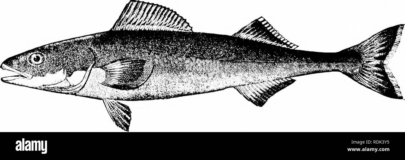 . Ein Leitfaden für das Studium der Fische. Fische; Zoologie; Fische. ViG. 376,- Trwliiccphatus iimnnsropiis. Familie Scorpccnidiv. Von Swatow, China. Der Korallenriffe der Südsee. Diese in Form komprimiert werden, und die Haut ist rauh mit kleinen Stacheln, der Kopf wird schwach bewaffnet. Die Arten sind selten und wenig bekannt, in der Farbe braun mit hellen Flecken. Die Skilfishes: Anoplopomidae. - Die kleine Familie von Skil - Fische oder Anoplopomidcr besteht aus zwei Arten gefunden. F iG. 377.- Bufisi, AiU) plopn) na fimbria (Pallas). Kalifornien. Küste von Kalifornien und gegen Mitternacht. Diese ähneln den SCOR-pccnidc Stockfoto