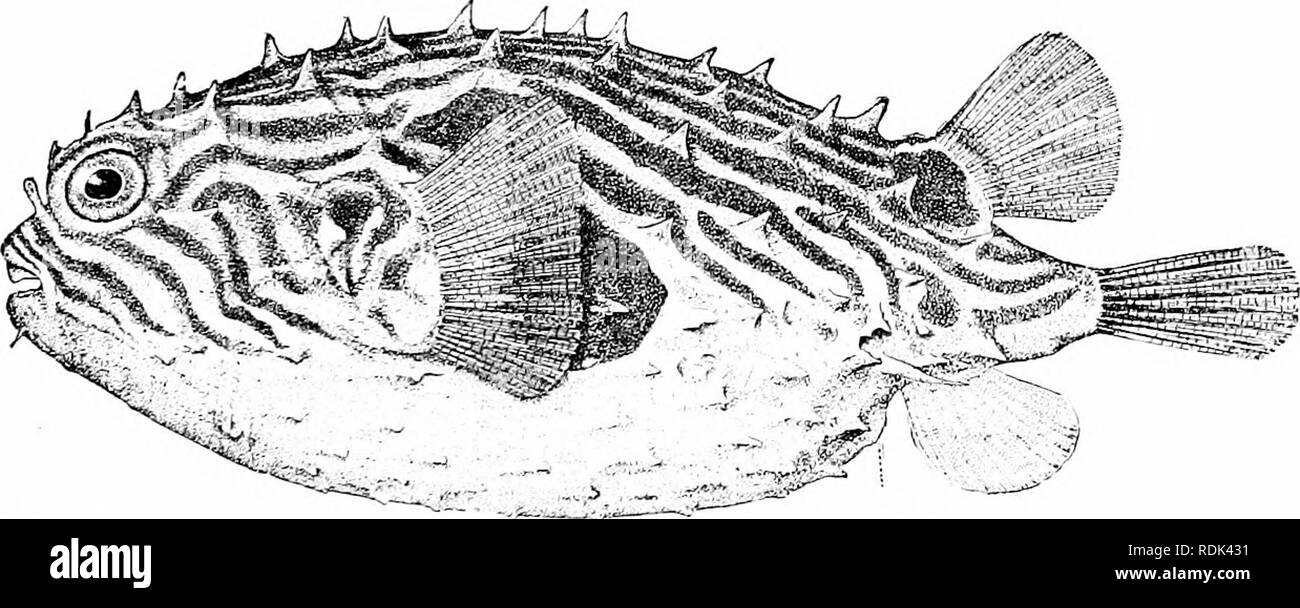 . Ein Leitfaden für das Studium der Fische. Fische; Zoologie; Fische. Serie Plectognathi 423 und drei - verwurzelt. Alle sind giftig, vor allem in den äquatorialen Meere. In Diodon die Stacheln sind sehr lang, das vordere, mindestens, beweglich. Die gemeinsame Porcupine - Fisch, Diodon hystrix, ist in allen Meeren gefunden, und oft in Hülle und Fülle. Es ist eine träge Fisch, Olivenöl und mit schwarz gefleckt. Er erreicht eine Länge von 2 Meter oder mehr, und durch seine lange Stacheln ihn gründlich von allen Feinden geschützt ist. Eine zweite Art, die ebenso häufige, ist das geringere Porcupine - Fisch, Diodon liolacaiitluis. Bei dieser Spezies, die Fron Stockfoto