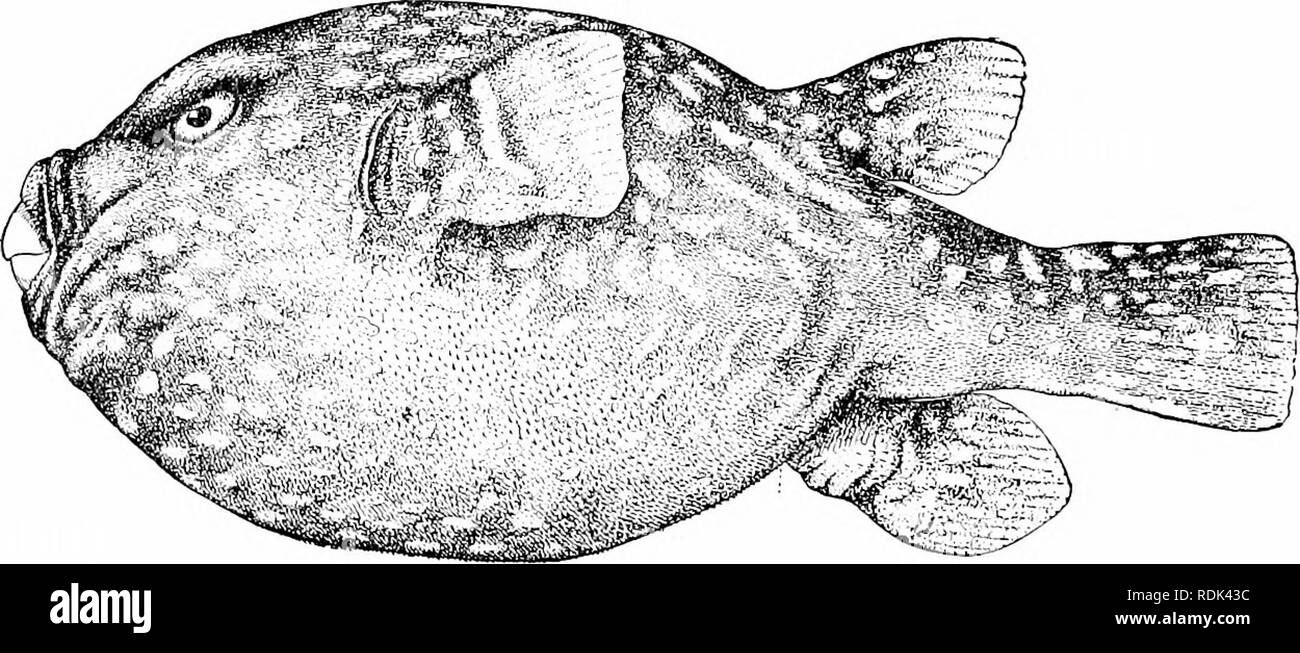 . Ein Leitfaden für das Studium der Fische. Fische; Zoologie; Fische. ^22 Serie Plectognathi sind alle sehr klein, drei bis sechs Zentimeter in der Länge, und hübsch gefärbt. In Westindien Tropidichthys rostratns gefunden wird. Tropidichtliys solaiidri ist reich in der Südsee, Matt orange mit blauen Flecken. Tropidichthys rivulatus ist in Japan und verschiedene uiher Arten sind in Hawaii. gefunden. Füllen. 360.- Borstig Glol) Efi, SLI, Tctrandon Ketosus Rosa Smith. Clarion Insel, Mex. Andere Arten auftreten, an der Westküste von Mexiko, in Poly-nesia und in Ostindien. Das STACHELSCHWEIN - Fische: Diodontidse. - In der Re Stockfoto