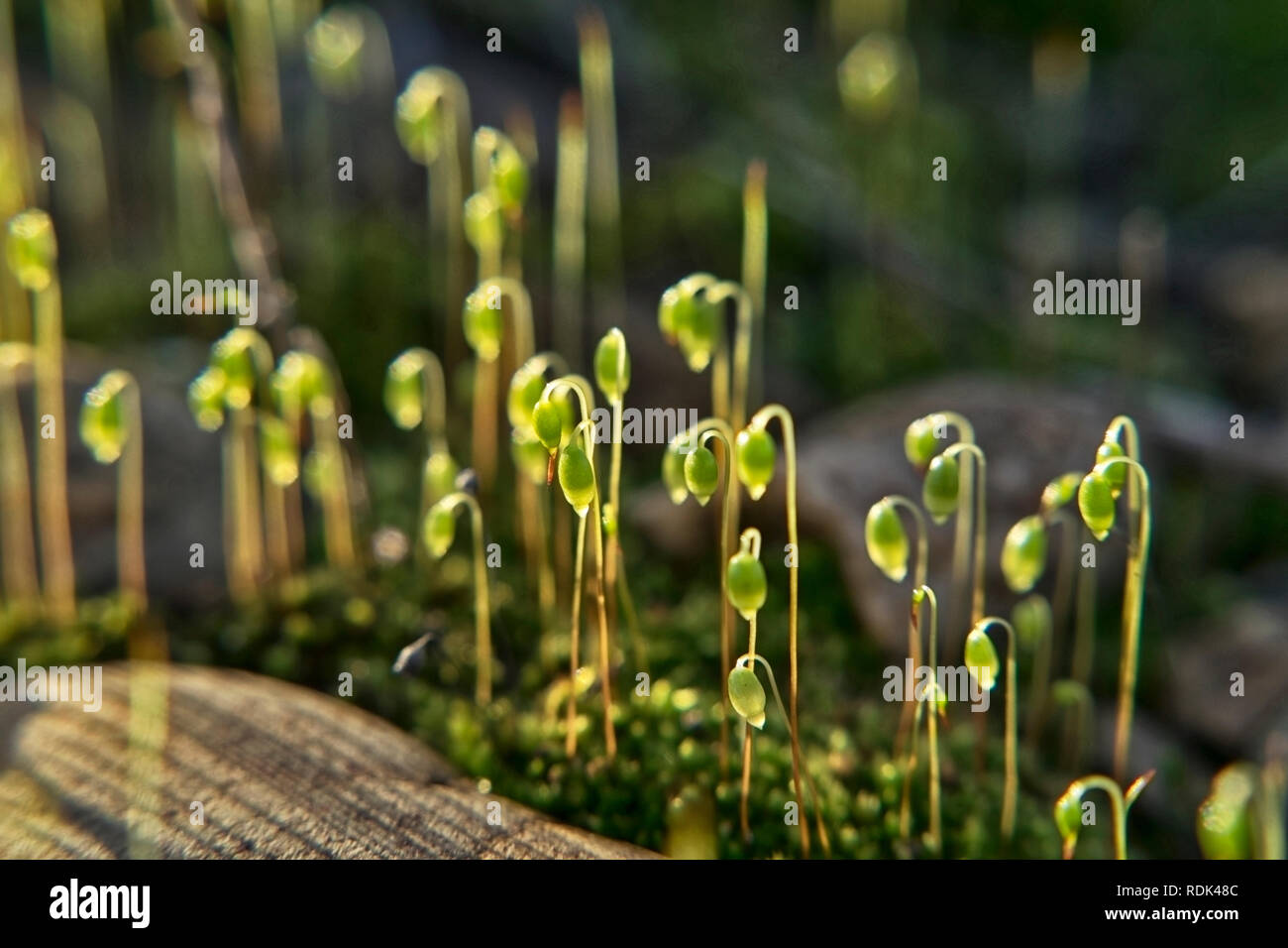 Die Sonne scheint durch die kleinen Gräser auf das Moos auf dem Stein Bahndamm Stockfoto