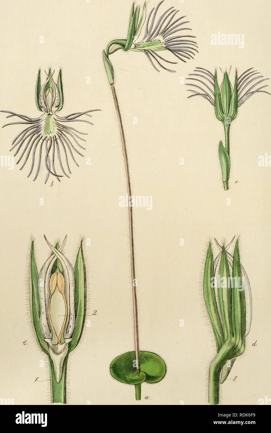 . Edwards' botanische registrieren, oder, ornamentalen Blumen - Garten und Gebüsch... Pflanzen, Zierpflanzen - - Großbritannien; Pflanzen, Zierpflanzen - - Großbritannien; Pflanze Einführung - - Großbritannien; fremder Pflanzen - - Großbritannien; Botanische Illustration - - Großbritannien; Botanische Illustration - - Großbritannien; Pflanzen; pflanzen. 'DJ3.. ." Fliegen^^ t. zAc. c^^. .^S^i^X^c^u "i^/ff ^^e^M^Maacl. /./(^s^. y!"^^.^^. Bitte beachten Sie, dass diese Bilder aus gescannten Seite Bilder, die digital für die Lesbarkeit verbessert haben mögen - Färbung und Aussehen dieser Abbildungen können nicht Perfekt ähneln den extrahiert werden Stockfoto