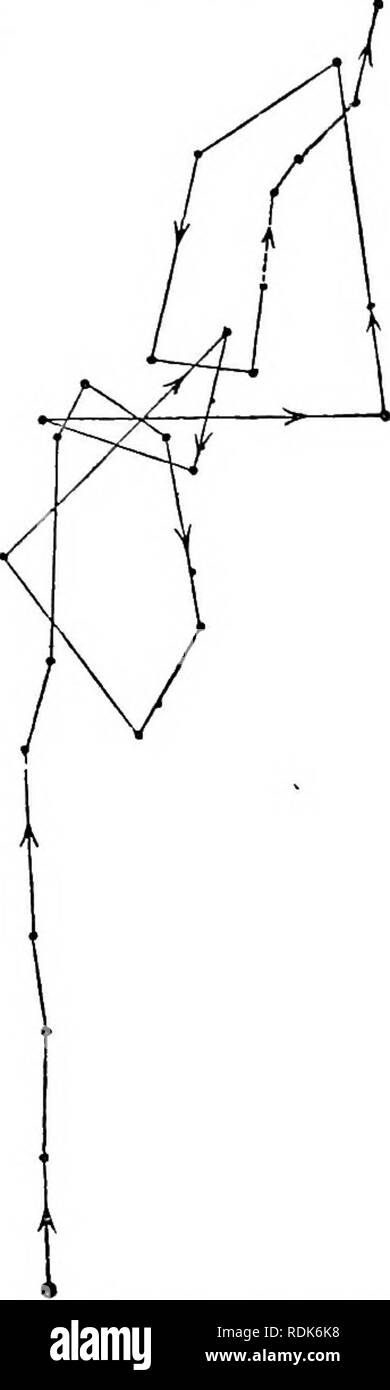 . Die Kraft der Bewegung in Pflanzen. Pflanzen, Botanik. Ceap. X. APOGEOTROPISM. 501 Kig. 187. nach oben, und stieg in den ersten 3 h. 10m in einem nahezu straighl an (Abb. 187); aber war es nicht möglich, die nach oben in die senkrechte Glas für die ersten 1 h zu verfolgen. 10 m., so dass die fast gerade Linie im Diagramm zu haben viel länger gewesen sein soll. In den nächsten 11h. Das hypocotyl circum-Nutierten, beschreibt irregularflgures, von denen jede Rose ein wenig über den zuvor gebildet. Während der Nacht und frühen Morgen-ing es weiter in einem Zick-Zack-Kurs, so dass apoge Stockfoto