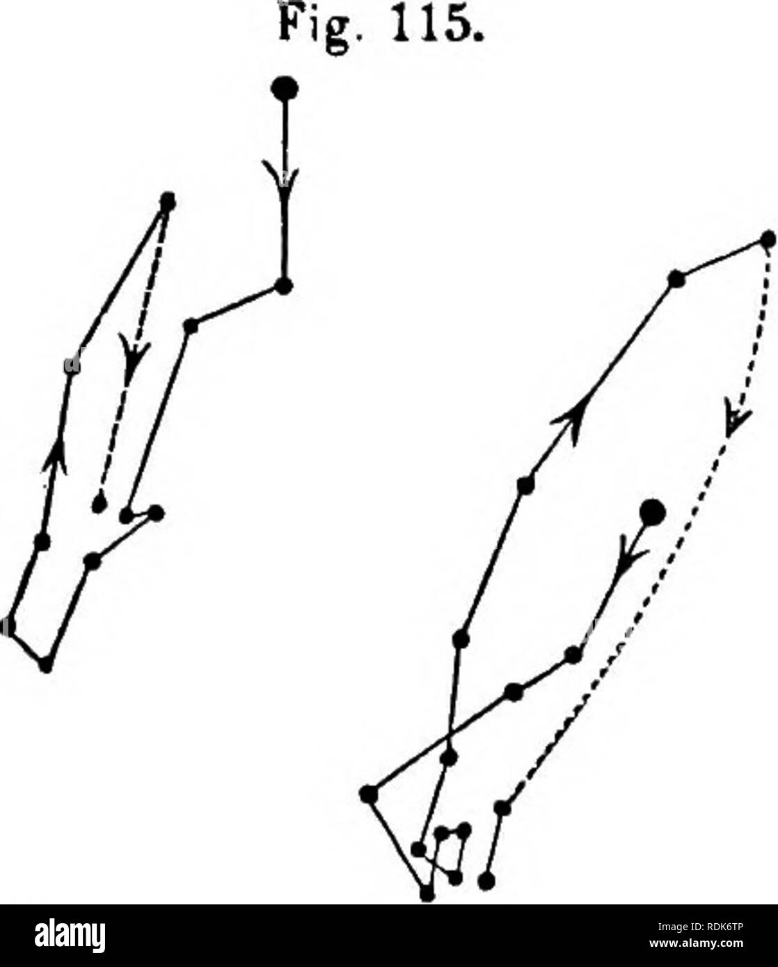 . Die Kraft der Bewegung in Pflanzen. Pflanzen, Botanik. Kap. IV. MONOCOTYLEDONS. 253 Teil der Nacht. Am Abend des 11. Es im kleinen Maßstab für einige Zeit, an der gleichen Stelle circumnutated.. A.6. Canna Warscewiczii; oircumnutation des Blattes, verfolgt (A) ab 11.30 Uhr 10. Juni um 6.40 Uhr 11.; und (B) von 6.40 Uhr 8.40 Uhr 11. bis 12. Apex von Blatt 9 Zoll von der vertikalen Glas. (28.) Iris pseudo-acorus (Iridese, Fam. 10). - Die Bewegungen eines jungen Blatt, steigende 13 Zoll über dem Wasser, in der die Pflanze wuchs, verfolgt wurden, wie in der Abbildung gezeigt (Abb. 116), 27 Uhr. 30 m. Es Stockfoto
