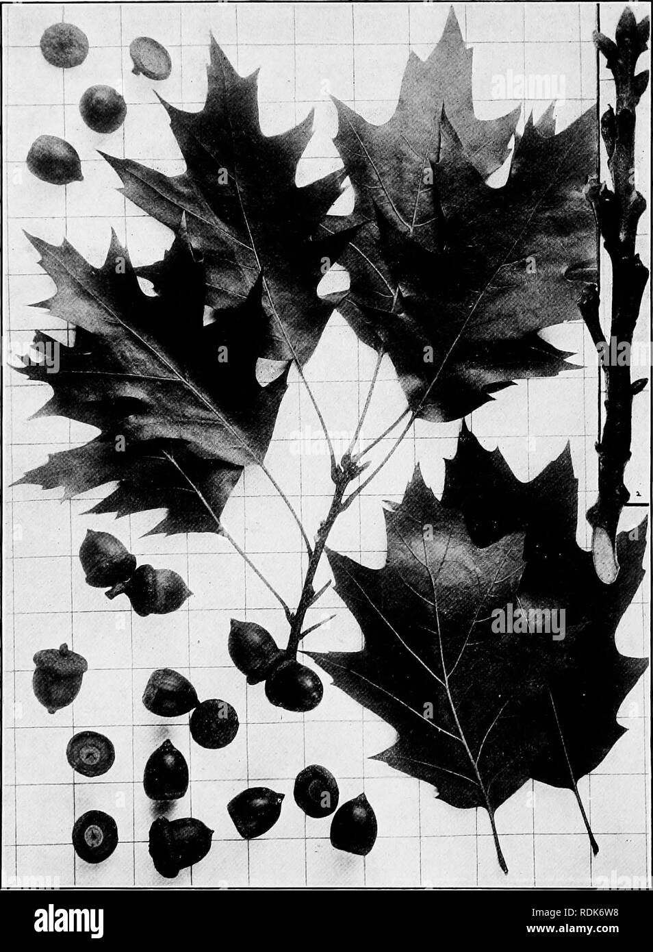 . Handbuch der Bäume im nördlichen Staaten und Kanada östlich der Rocky Mountains, Foto-beschreibend. Bäume. Rote Eiche. Quercus rubra L.. Abb. 158. Branchlet Lager reife Eicheln und Blätter und junge eicheln, 1; branchlet im Winter. 2 (Beachten Sie die Anwesenheit der jungen Eicheln aus Blumen der vorigen Sommer und zu reifen, in der folgenden Saison). 159. Großen Stamm des Baumes in Genesee Valley, N.Y., 160. Holz Struktur vergrößert 15 Durchmesser.. Bitte beachten Sie, dass diese Bilder aus gescannten Seite Bilder, die digital für die Lesbarkeit verbessert haben mögen - Färbung und appearan extrahiert werden Stockfoto