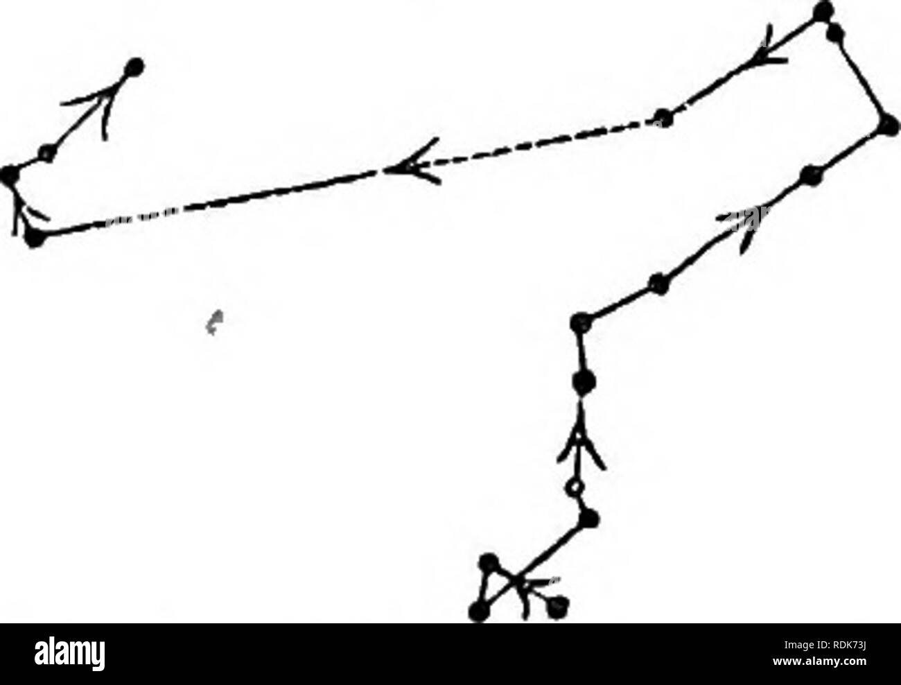 . Die Kraft der Bewegung in Pflanzen. Pflanzen, Botanik. OaAP. I. CUCURBITA, 39 nach oben, in welcher Position geotropism Net zunächst mit wenig Strom würde. Ein Filament attachod wurde in der Nähe seiner Basis, und den Projektionen zufolge über einen Winkel von 45° über dem Horizont. Der allgemeine Verlauf während der 11 Stunden der Beobachtung und in der folgenden Nacht, ist in der beigefügten Abbildung (Kg gezeigt. 26), und war einfach Aufgrund geotropism; aber es war auch klar, dass die keimwurzel circumnutated. Am nächsten Morgen mit der Spitze nach unten gebogen hatte, so viel, dass die Fila-ment, statt der Projektion bei 45° über dem h Stockfoto