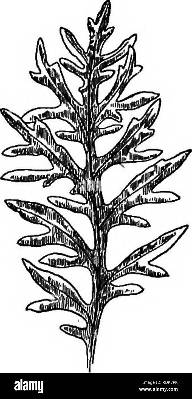. Unser Garten Blumen; ein beliebter Studie über ihre Heimat, ihre Lebensgeschichten und ihre strukturellen Zugehörigkeiten. Blumen. COMPOSITE Familie groß; der ray-röschen tief eingeschnitten in langen, schmalen Zähne, blau; die Diskette - röschen Lila. Es gibt mehrere Sorten im Anbau. Dusty Miller, Centaurea zinerarie oder Candidissima, und Cen-taurea gymnoscdrpa, sind zwei niedrig wachsende Staude Knapweeds für Ihre silbriges Laub geschätzt. Die ganzen Pflanzen, Stiele und Blätter, sind so dick mit weichen, weißen Haaren, dass Sie aussehen wie weiße Leder bezogen, und sie sind bepflanzt mit dunkleren Wucherungen zu Kontrast Stockfoto