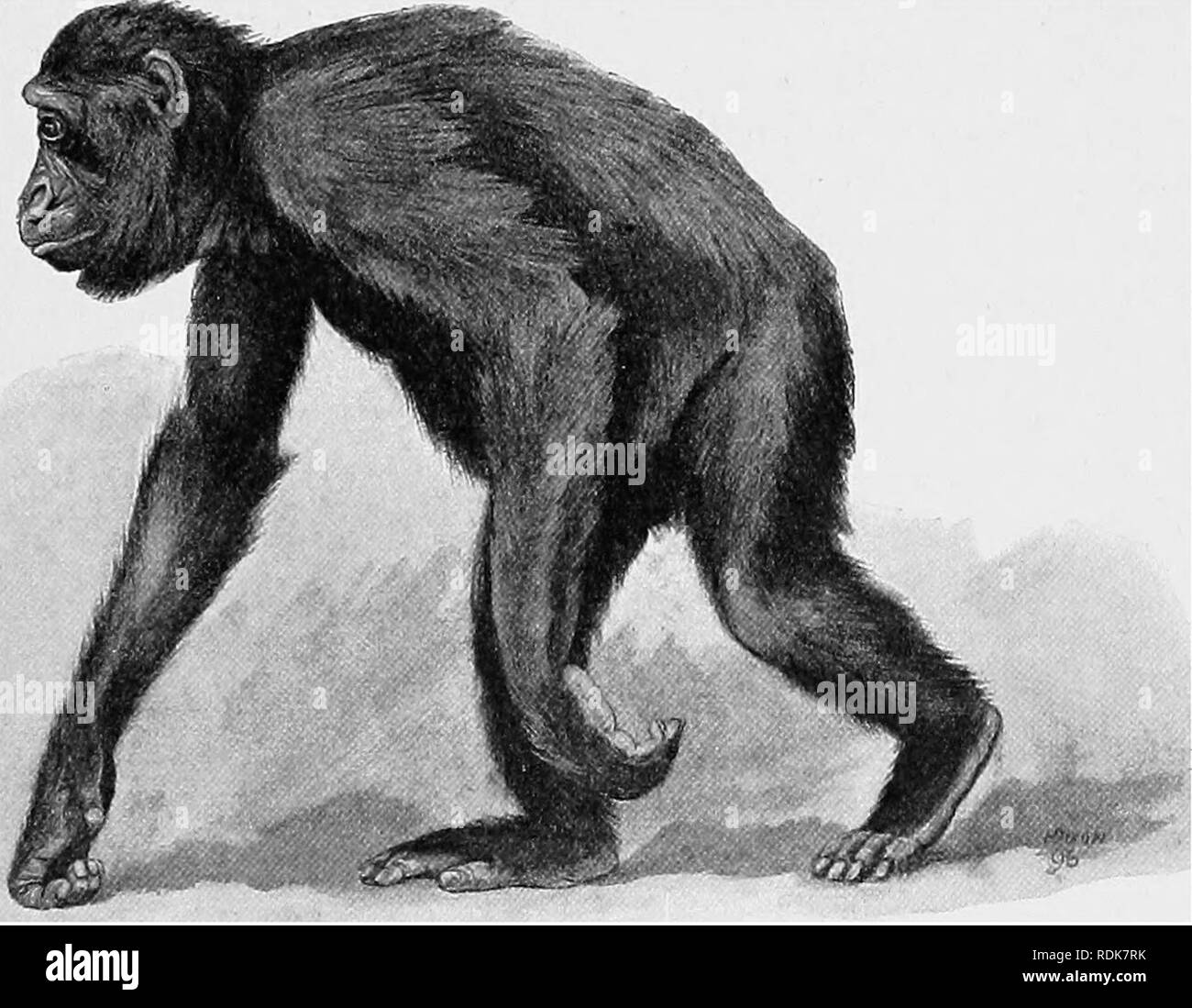 Grande Dick ape