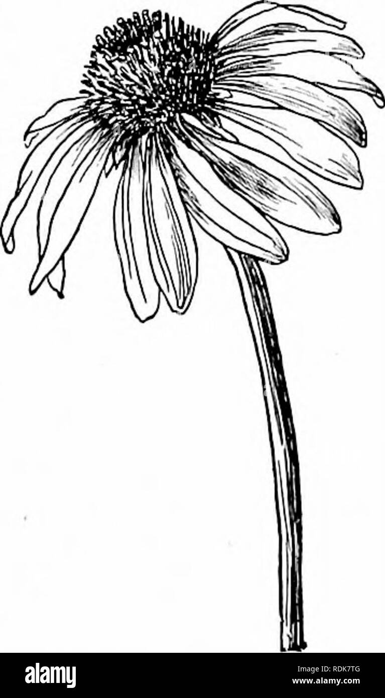 . Unser Garten Blumen; ein beliebter Studie über ihre Heimat, ihre Lebensgeschichten und ihre strukturellen Zugehörigkeiten. Blumen. PURPLE CONE FLOWER Buchse. - länglich und Obst zylindrische; Spreu gelb - Trinkgeld. Pappus. - Keine oder eine Minute Krone - wie Grenze. Ein kenes. - Vier - abgewinkelt. Rudbeckien baumannii ist einer der großen kräftigen Composites, das Gewirr erhellen und die Straßenränder im August schmücken. Es steht oft sieben Fuß hoch, mit einer losen Sammlung von Lange peduncled Köpfe, mit Datenträgern etwas länglich. Die hell-gelb strahlen Statik ein wenig, aber die allgemeine Wirkung der Blume-Kopf ist. Stockfoto