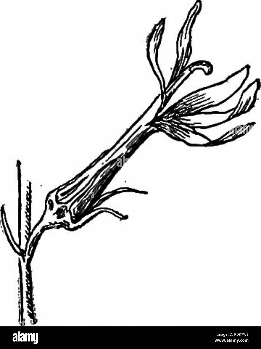 . Unser Garten Blumen; ein beliebter Studie über ihre Heimat, ihre Lebensgeschichten und ihre strukturellen Zugehörigkeiten. Blumen. Kardinal - Blume Staubgefäßen. âFive, United in ein Rohr. Eierstock. âTwo-celled; Stil; stigma 2-lappig. Â Kapsel. âMany - gesät, Eröffnung am Gipfel. Lobelia erinus ist die geringe, normalerweise blau blühenden, jährliche Lobelia, weitgehend als bekanten Anlage und als zuverlässige in-mate von Blumenkästen und hängende Körbe verwendet. Seine feine Laub, Alert, Blüten, und einfache Kultur machen es zu einem allgemeinen Favoriten. Es variiert in der Gewohnheit von einem diffusen, halb trailing Stammzellen überragt die Stockfoto