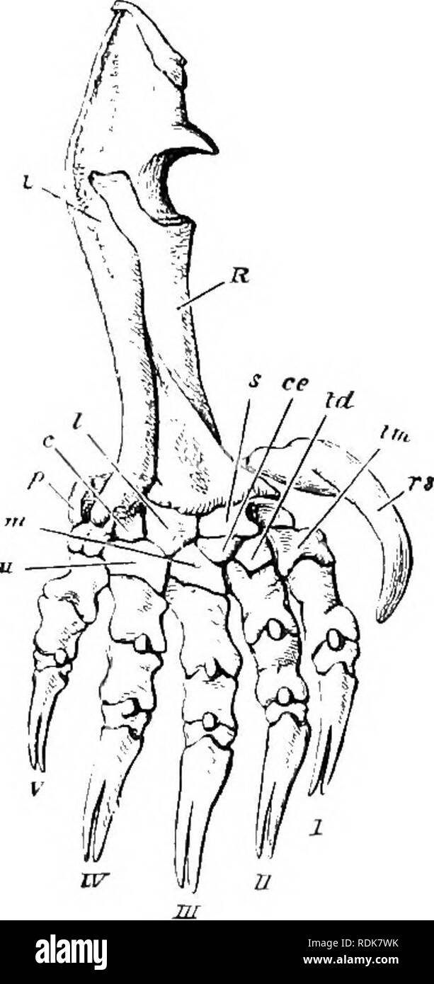 . Die Cambridge Natural History. Zoologie. Abb. 251.- sternalen Brustbein und Rippen der Gemeinsamen Maulwurf (Talpa evrn/iarn), mit den Schlüsselbeinen (Cl) und Humerus (Flügelknochen) { //): Jf, Manu - brium sterni. Nat. Größe. (Von der Blume Osteologie.) Fi.. ich. 252.- Knochen der Fore-arm und manus von Mole [Talita europaea). X2. C, Keilschrift; ce, Centrale;^, Lunar; ?/?., Magnum, p, PISI-Form; R, Radius; Rs, radial sesa - waqass (falciform); 5, karpalknochen; td^ Trapez; tm, Trapez; U, ulna; v (, unciform; I-V, die Ziffern. (Von der Blume Osteologie.) Durch einen Nachfolger im permanenten Gebiss. Die Formel ist also ich Stockfoto