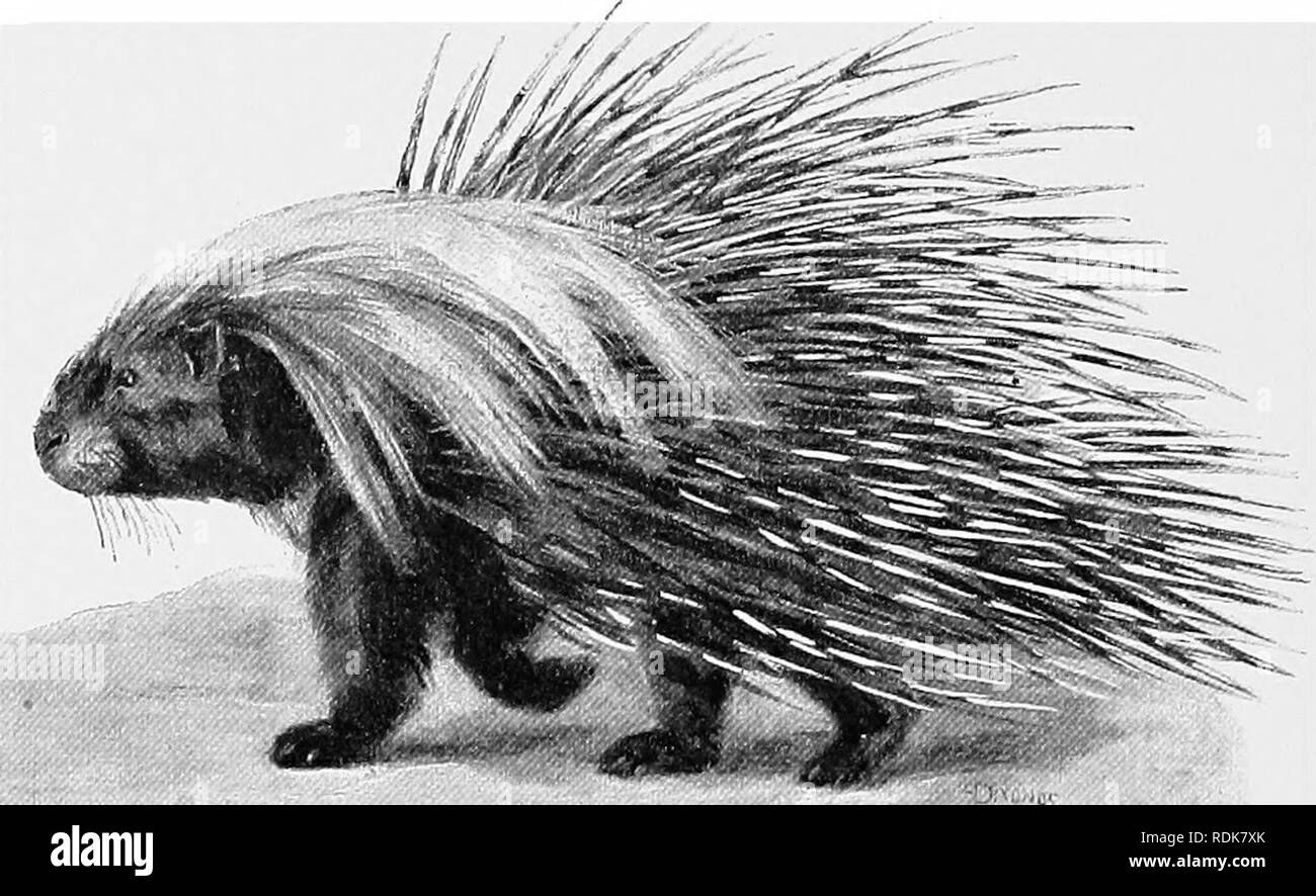. Die Cambridge Natural History. Zoologie. Soo STACHELN von STACHELSCHWEIN und sogar occairring in Europa. Es gibt mehrere Arten, von denen die gemeinsame H) jfiirix Cristata ist die beste knovfn, und ist das, was in Europa gefunden werden. Die Stacheln der gemeinsamen Form und der anderen sind solide in der Mitte des Körpers, sondern auf dem Schwanz sie in hohlen Federkiele, die viel Klappern machen erweitert. Sie sind in der Regel schwarz und weiss, der Mitte der Wirbelsäule mit Schwarz. Ein großes Wappen von groben lange Haare auf dem Kopf ist verantwortlich für die wissenschaftlichen Namen der bekannten Form. Abb. 24.5 Stockfoto