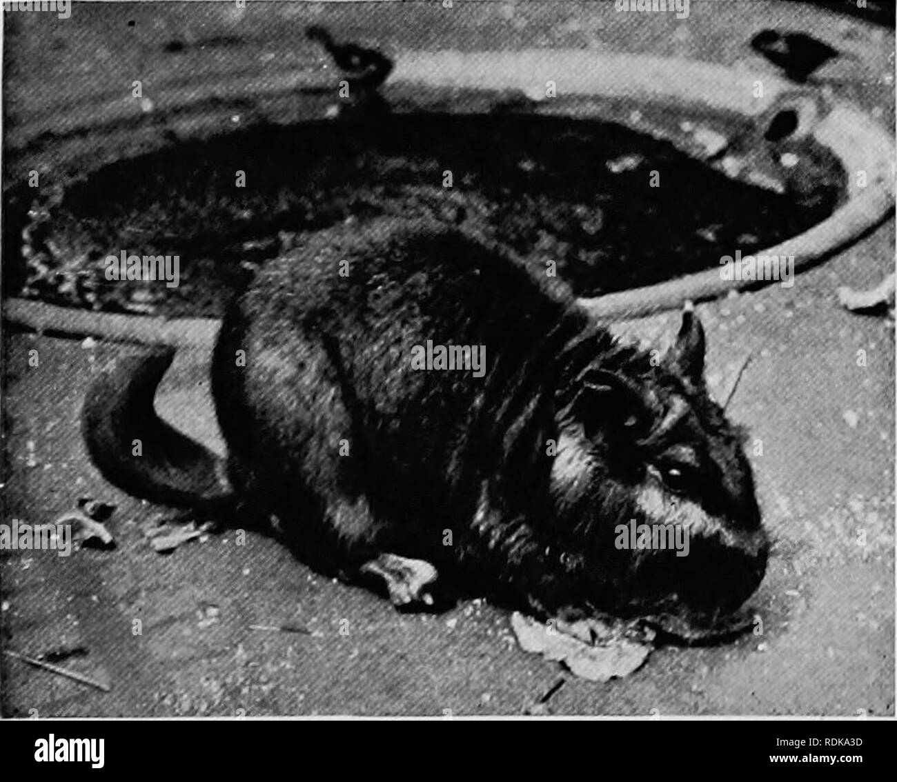 . Säugetiere von anderen Ländern;. Säugetiere. foto Hy j4, S. Rudland fe * SanI PORCUPINE dieses Foto shoivs die Anordnung der Porcupine^i Verteidigung der Stacheln; Hütte', wenn es diese f so erschrocken als kompletter Schutz für den Körper das Bandicoot zu Form errichtet. Ein sehr locker Klasse von Ratten wird durch die verschiedenen Arten von Bandicoot vertreten. Sie sind im ganzen südlichen Asien so weit wie Ceylon, und in Kaschmir und Turkestan gefunden. Die Bandi - Coot-Ratte von Indien ist ein großes und de-structive Arten, die manchmal zu der Londoner Docks in Schiffen gebracht wird, aber nicht in dem Land ausbreiten. Andere Mur Stockfoto