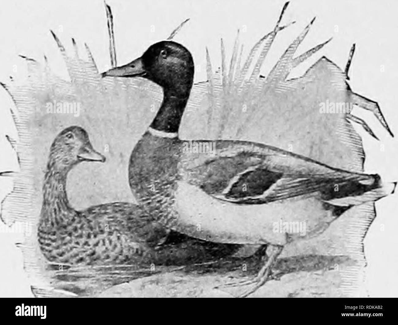 . Die Vögel von Illinois und Wisconsin. Vögel, Vögel. 62 Field Museum of Natural History - Zoologie, Vol. IX. Speculum, bläulich-violett, umrandet mit Weiß und Schwarz; größere Flügel Deckfedern, mit breiten band der Weißen; Kopf, Tawny Braun, gestreift mit dunkel braun; Bauch, blasse Buff, gesprenkelt mit braunen; Füße, orange rot; axillars, Weiß (weiblich). Anas platyrhynchos. Stockente. Siehe Nr. 40.. Frau. Stockente. Männlich. Speculum, Violett Blau; kein weißes Band auf größere Flügel deckfedern; Kopf und Hals, gestreift; Hals, nicht Buff; kein schwarzer Fleck an der Basis der Rechnung; Füße, Olive (manchmal auch rot); axillars, weiß; Easte Stockfoto