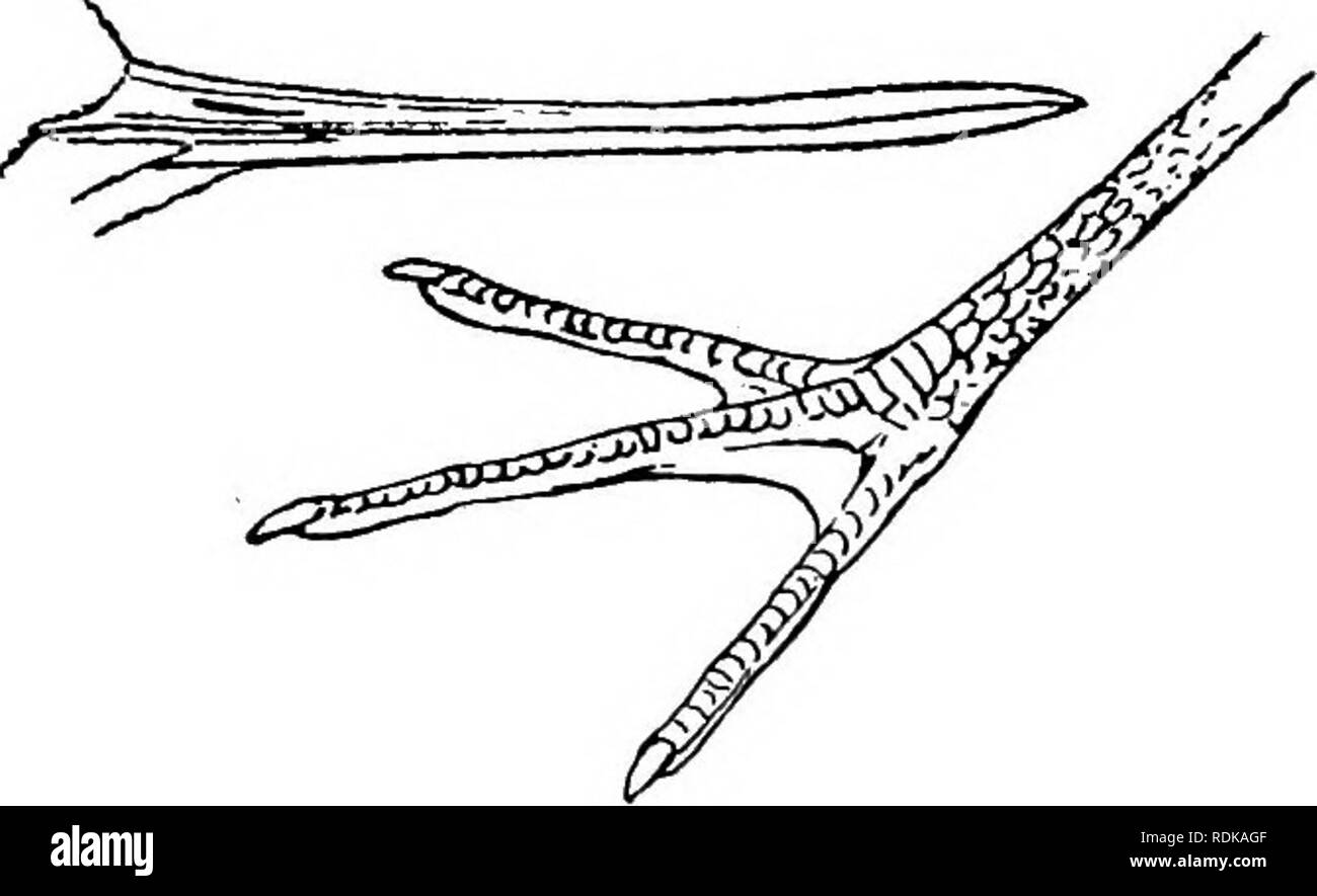 . Die Vögel von Illinois und Wisconsin. Vögel, Vögel. Jan., 1909. Vögel von Illinois und Wisconsin â Cory. 33 GRUPPE 6. Zehen, drei; eine kleine Web zwischen Zehen oder, en-tirely ohne Web. Ich fr^.!^> 7*^^^'^' - ^ & Amp; ein 14 ^.^ Zehen, drei; Bill, schlank; Wing, ungefähr 5 Zoll; Bill, ungefähr einen Zoll. Dies ist der einzige Vertreter dieser Familie mit drei Zehen, alle anderen Vier haben; Tarsus, weniger als 1,50 Zoll lang. Familie jSCOLOPACIDjE. Calidris leucophcea. Sanderling Sandpiper. Siehe Seite 103. J./! Zehen, drei, teilweise webbed; Tarsus, über 3 Zoll lang; allgemeine Gefieder, Schwarz und Weiß; Beine Stockfoto