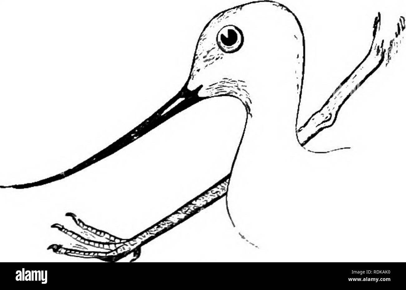 . Die Vögel von Illinois und Wisconsin. Vögel, Vögel. 28 Field Museum of Natural History - Zoologie, Vol. IX. Gruppe 4. Zehen, vier, nicht vollständige Webbed; kleine Stege zwischen den Zehen an der Basis, oder Zehen ganz ohne Web-sites; hind Toe, manchmal sehr klein. Abschnitt 1. Hind toe, erhöht über dem Niveau des vorderen Zehen.. Säbelschnäbler. Säbelschnäbler. Tarsus, über 3,50 Zoll lang; Rechnung, nach oben gebogen oder gerade. Familie RECURVIROSTRIDiE. Säbelschnäbler. Siehe Seiten 91, 95. Bitte beachten Sie, dass diese Bilder aus gescannten Seite Bilder, die digital für die Lesbarkeit verbessert haben mögen - Färbung und Aussehen Dieser Lllustrat extrahiert werden Stockfoto