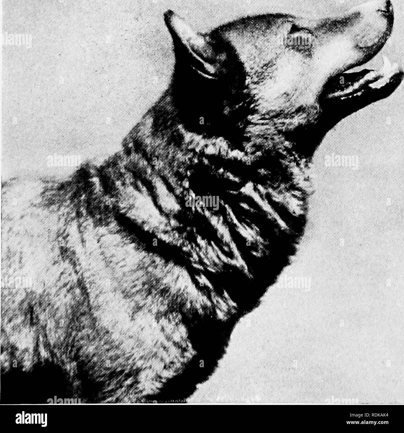 . Säugetiere von anderen Ländern;. Säugetiere. Phila fy L. Midland, F.Z.S.'] [Norden FinchU) INDISCHE WOLF TAls Foto shonui der Indischen ivolf alarmiert. Es hat einen guten Ruf für das Stehlen von Kindern als ivell töten Vieh vor einigen Jahren Experimente wurden im Regent's Park Zoo gemacht, um festzustellen, ob es eine Grundlage für die alten Legenden, dass Wölfe den Sound von Streichinstrumenten wie Violine gefürchtet waren. Jeder wird die Geschichte der Fiddler von Wölfen verfolgt erinnern. Es wird gesagt, dass, als das Pack überholte ihn er eine Zeichenkette von seinem Instrument brach, und die plötzliche Geräusche von Th Stockfoto