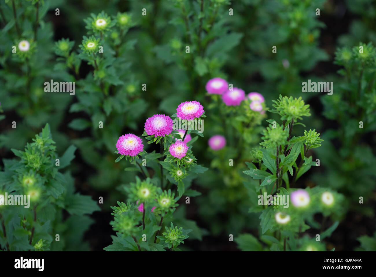 Lila chrysantheme Blüten. Nahaufnahme, verschwommenen Hintergrund (geringe Tiefenschärfe). Stockfoto