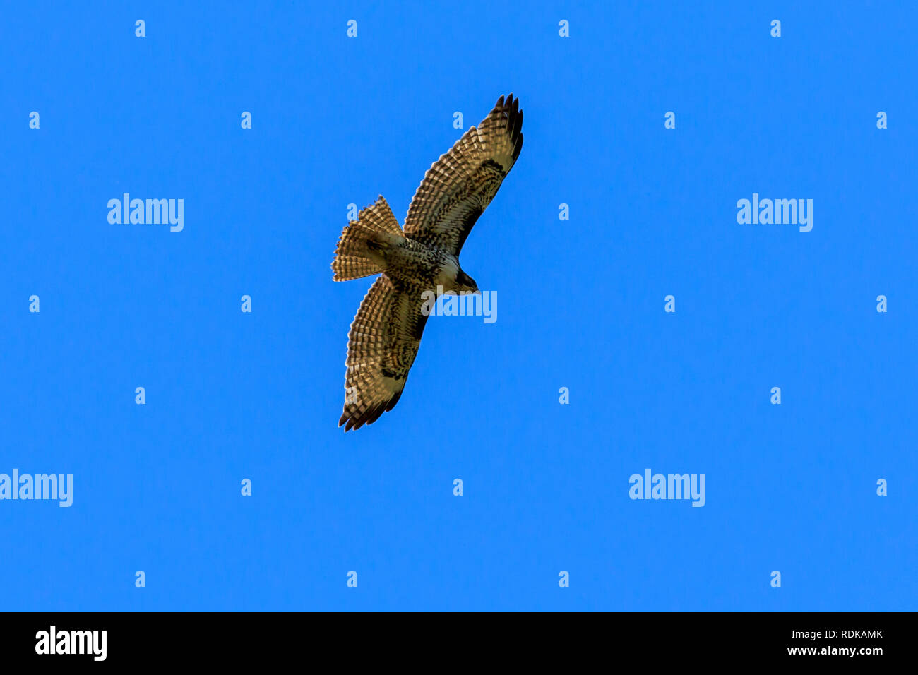 Red-Tailed Hawk hochfliegende vor blauem Himmel Hintergrund Stockfoto